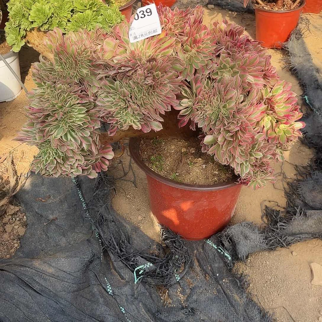 懵**酱039粉女巫缀多肉植物