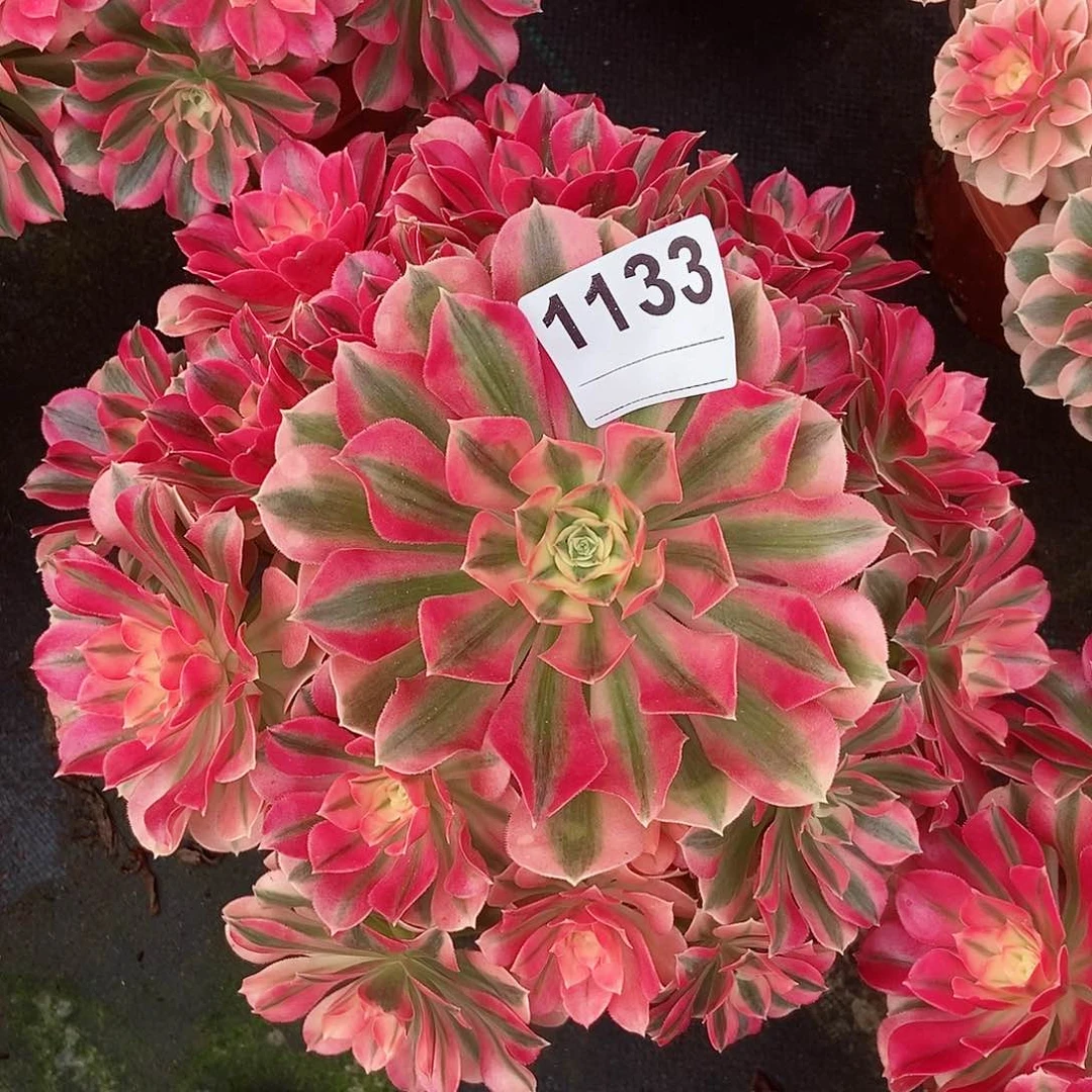 红陶1133女巫4多肉