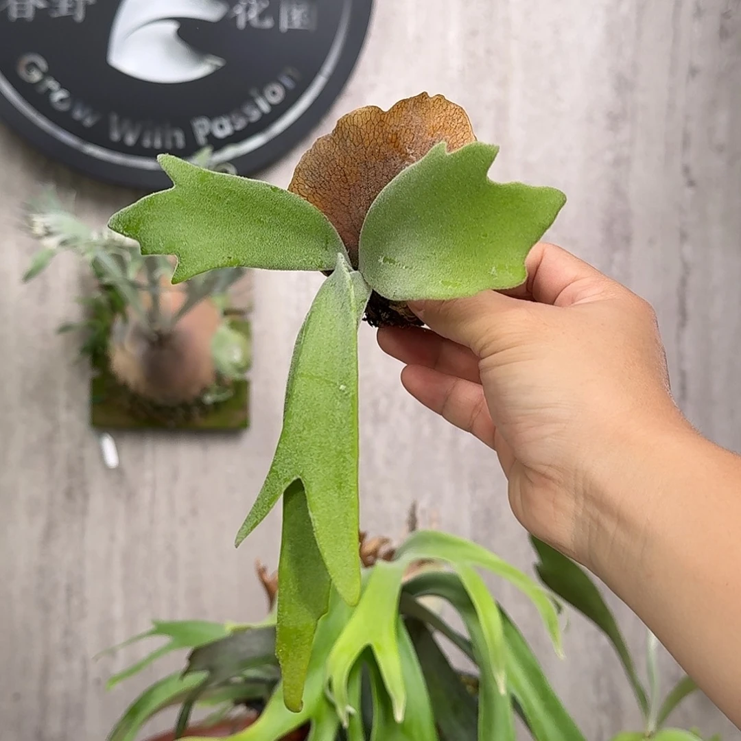 完全开放MSD混播鹿角蕨现场拆侧芽上板发货