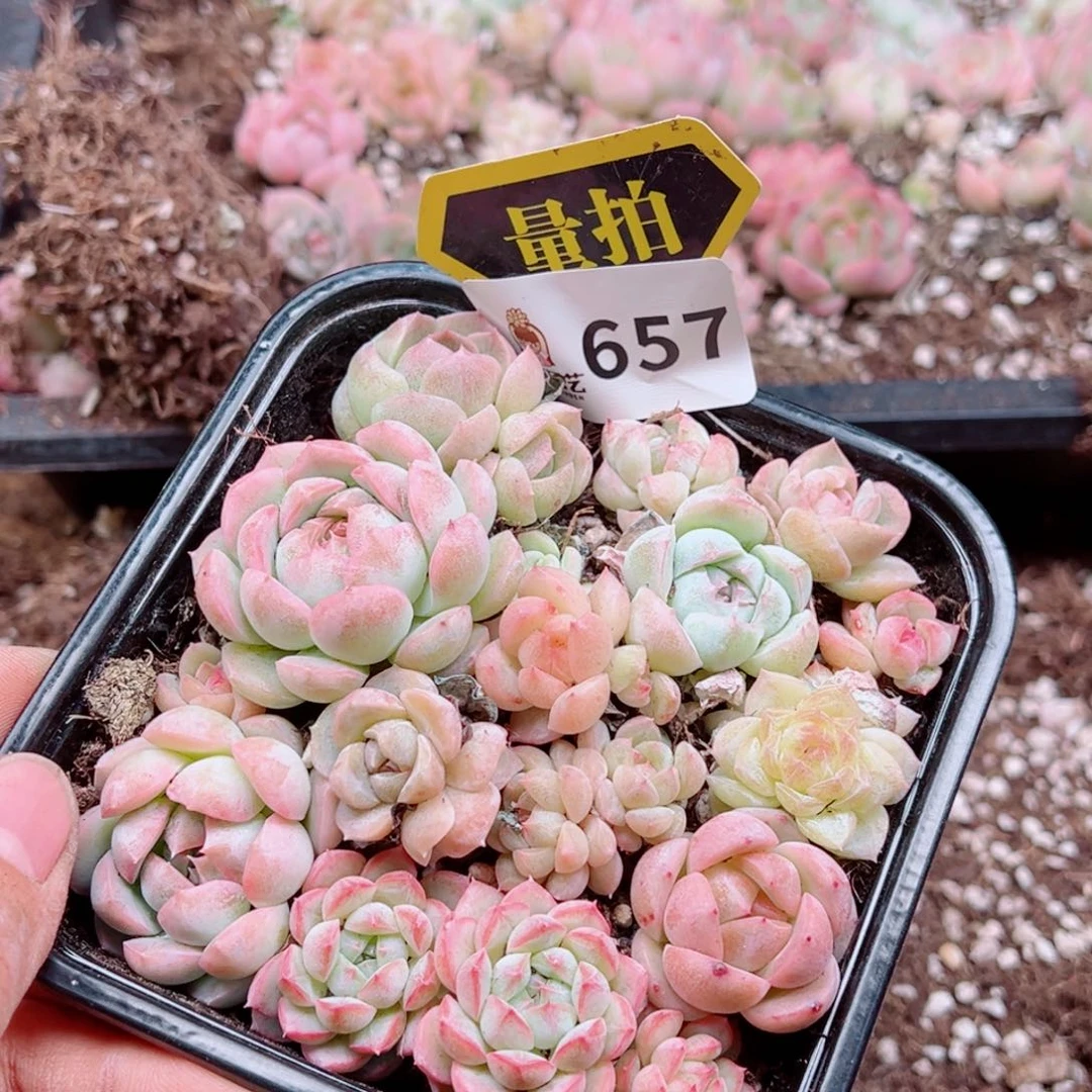 多肉植物多肉植物