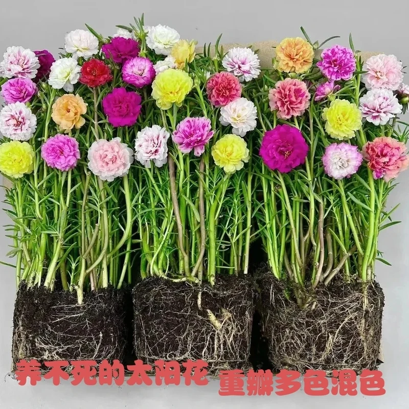 太阳花特大重瓣太阳花苗混色老桩特大花耐热玫瑰花懒人阳台成活