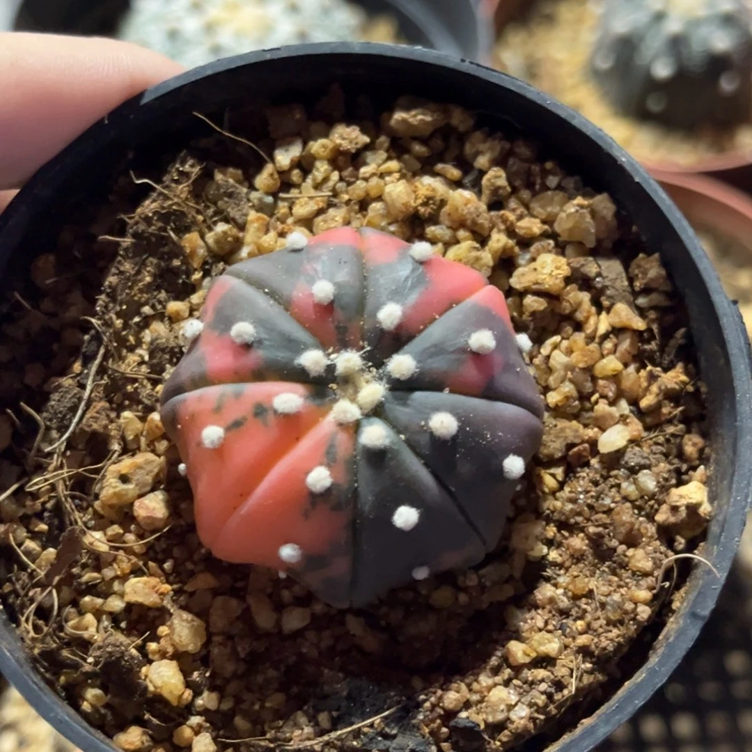 弗***德实生锦化兜海星体