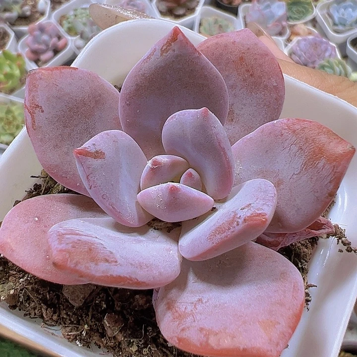 红茶19包邮多肉植物