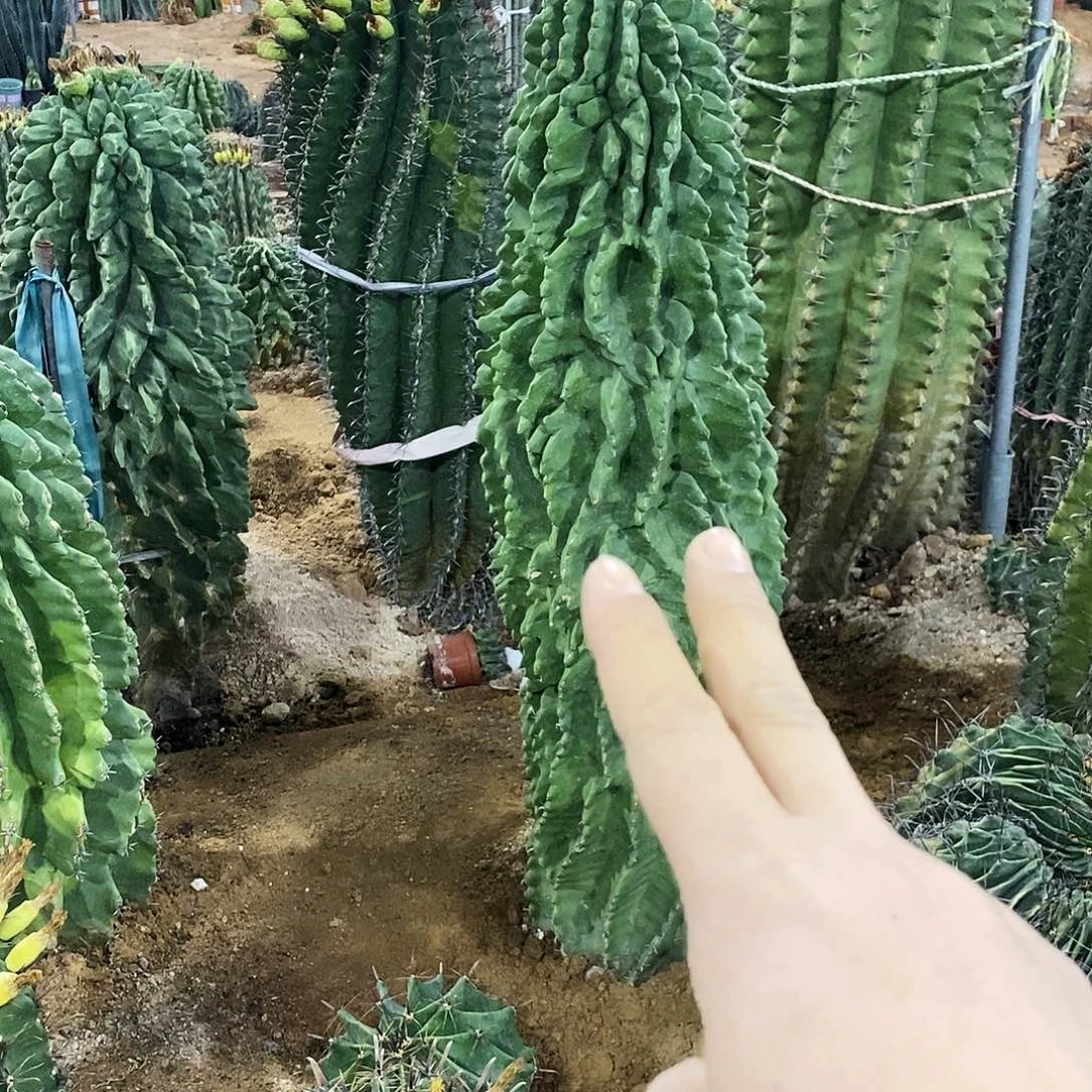 春***眠雎鸠玉一个。