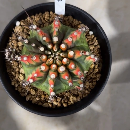 d****g32-0123有伤泰国发货多肉丝带