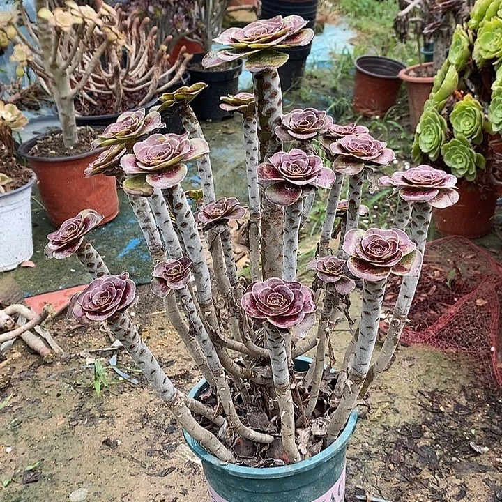 圆叶多肉植物061