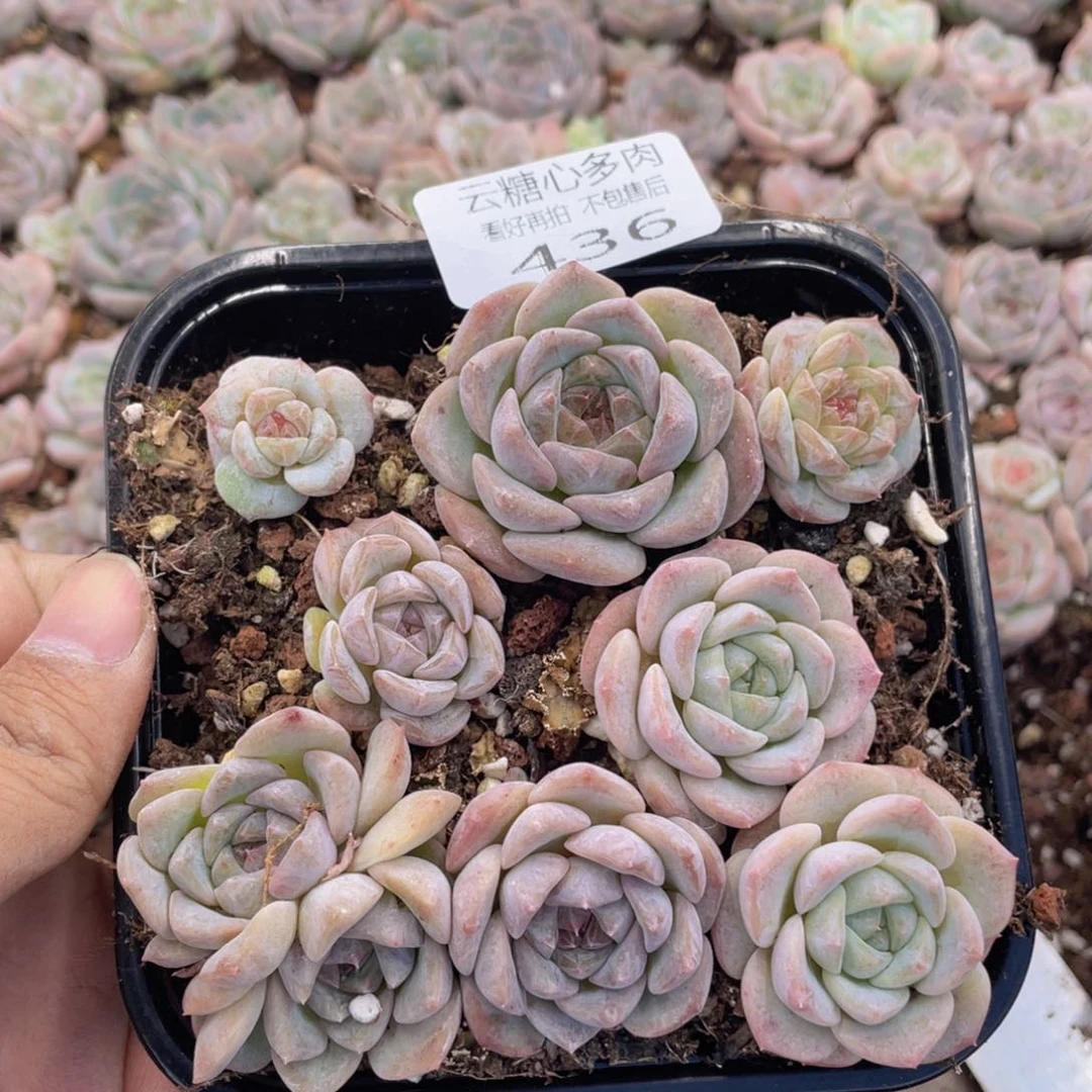 云糖心多肉植物436