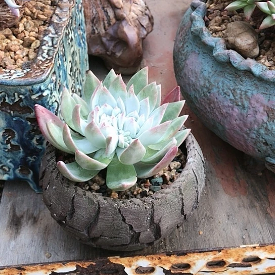 苹果叶仙女棒仙女棒