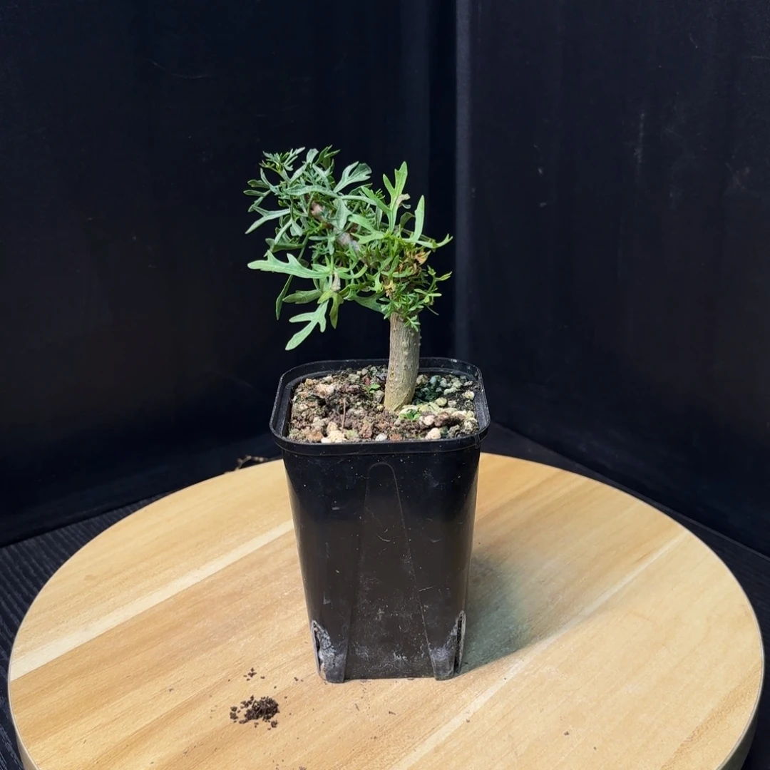 鹿角橄榄十二骑士