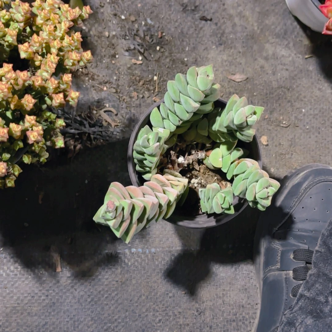 东****姬之传多头12cm新疆包邮