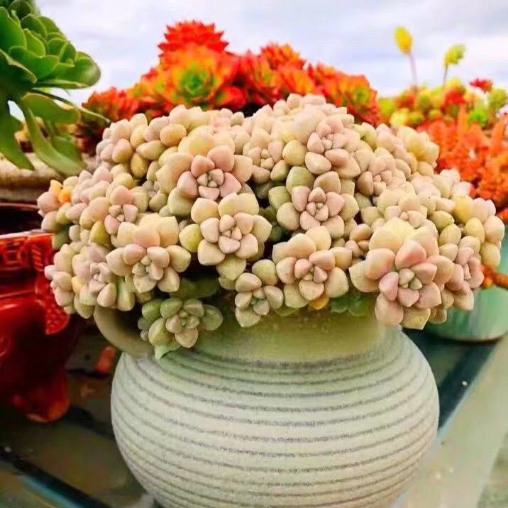 爆盆丸叶姬秋丽多老桩多肉植物组合盆栽绿植花卉