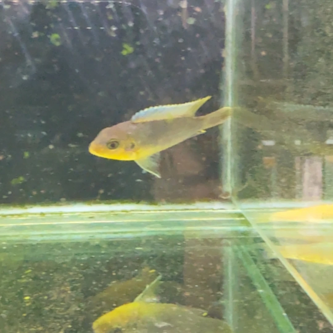 湖***海水356克里索。
