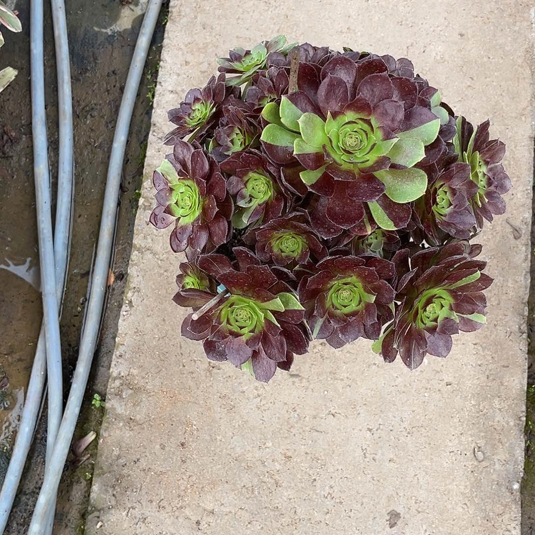 花花公子漂亮漂亮