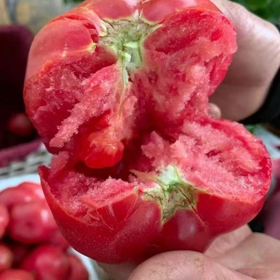 云南自然熟沙瓤西红柿新鲜采摘酸甜多汁可当水果生吃当天采摘发货