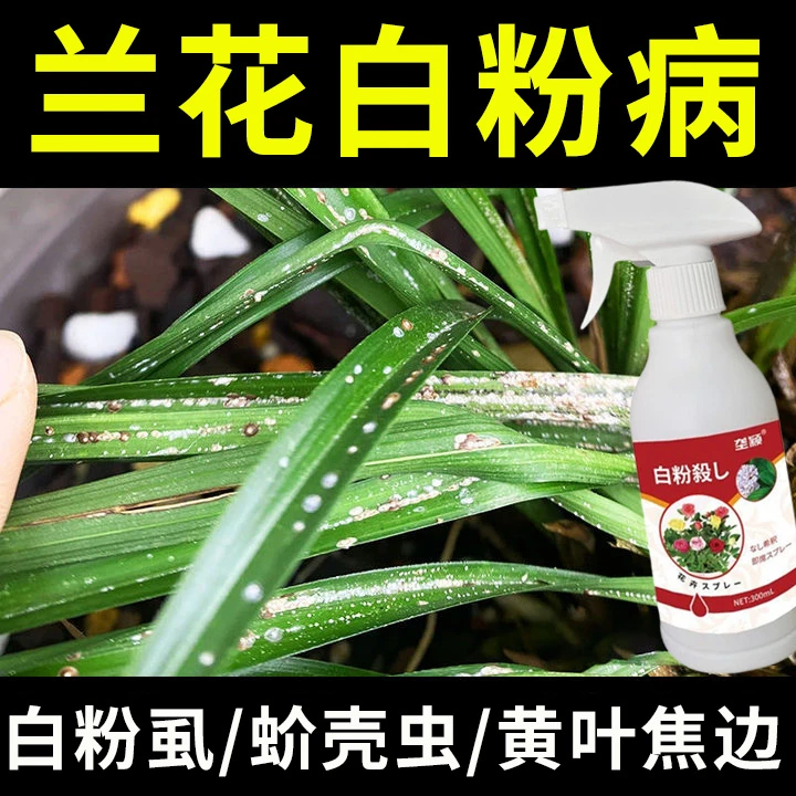 兰花白粉病专用除菌剂白粉病白粉虱黑斑病焦尖干尖兰花兰草营养液