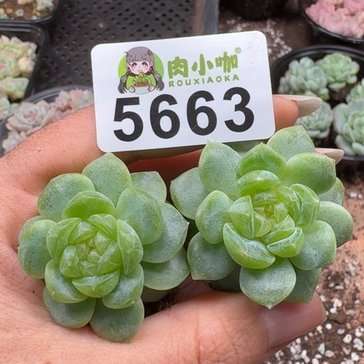 大***妮多肉植物多肉植物
