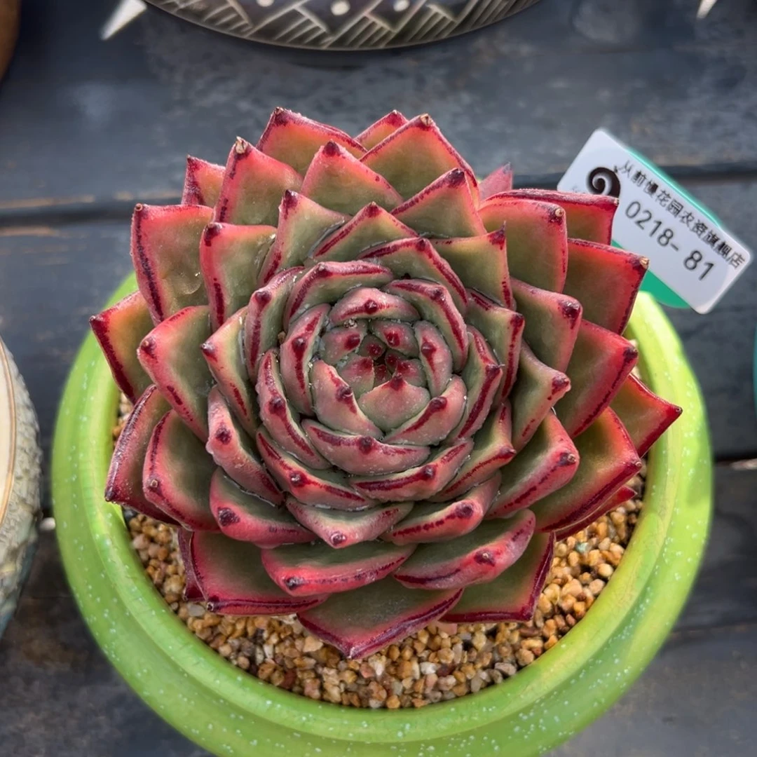 多肉一物一拍0218-81