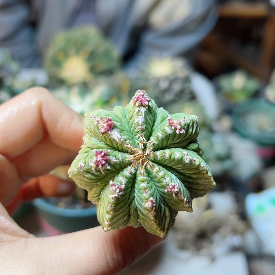 晚42号老花龙4.6公分带柱