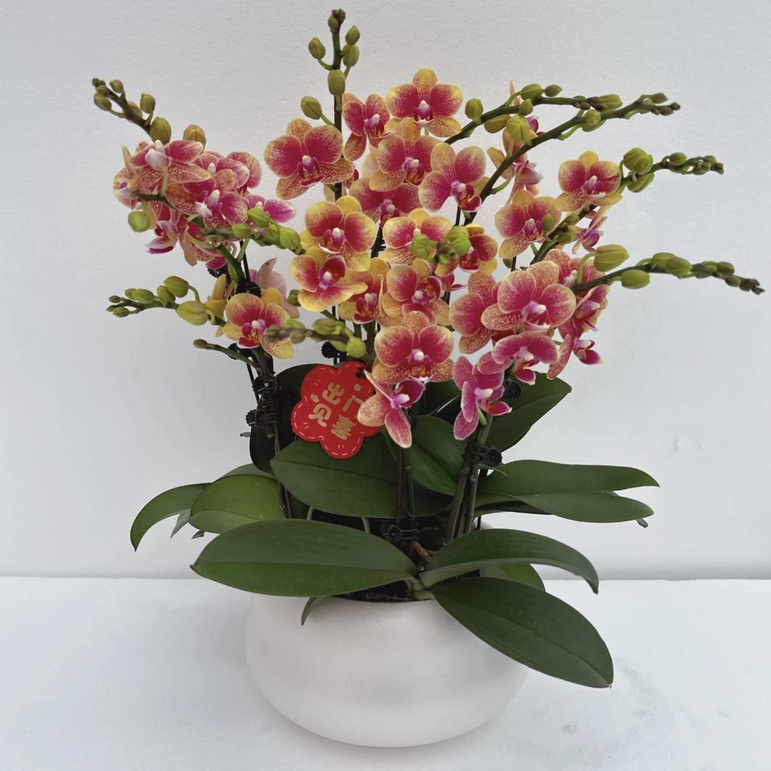 蝴蝶兰-金蝶 象征财富与繁荣