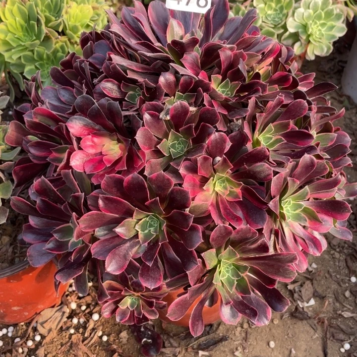 无花朵476多肉植物金丝雀