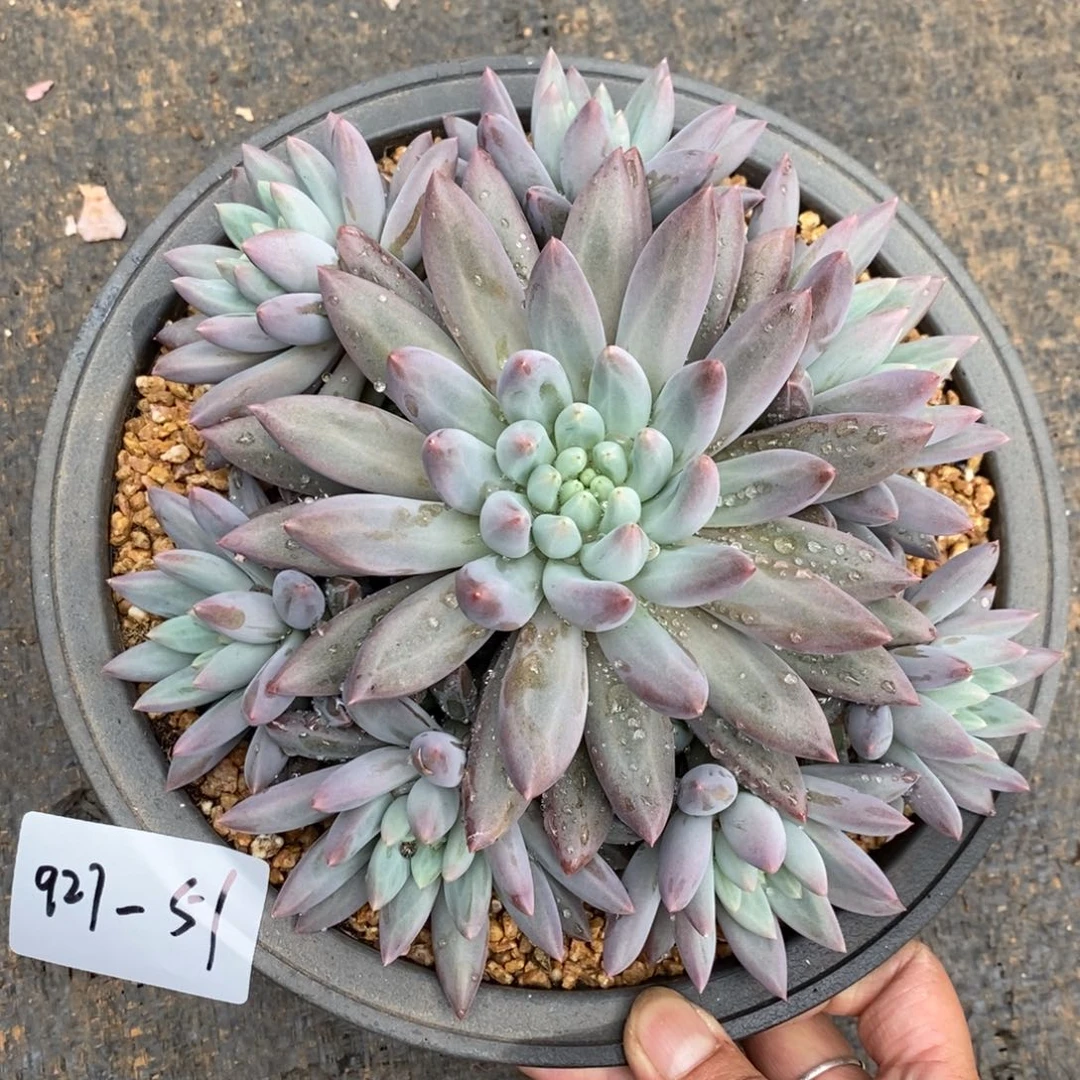夏悦多肉927-51红蜻蜓