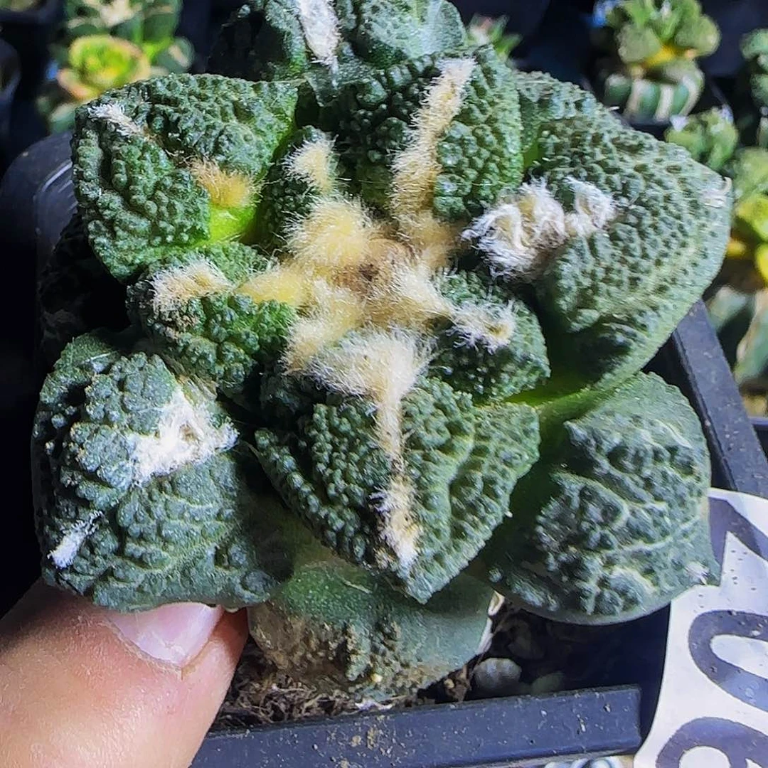 大尤龟甲907仙人球开花