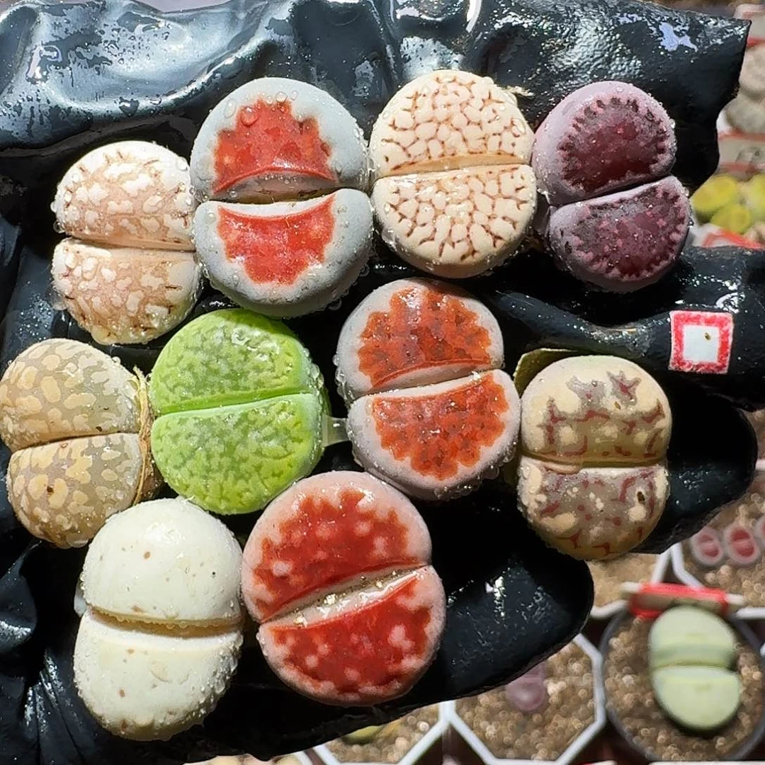 生石花的1111111。  219