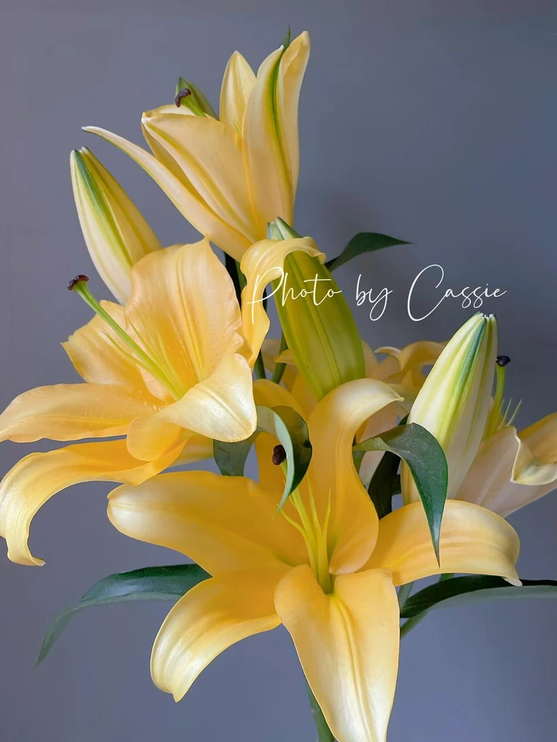 四季可种1颗【科科瓦多】16/18庭院阳台香水百合花球