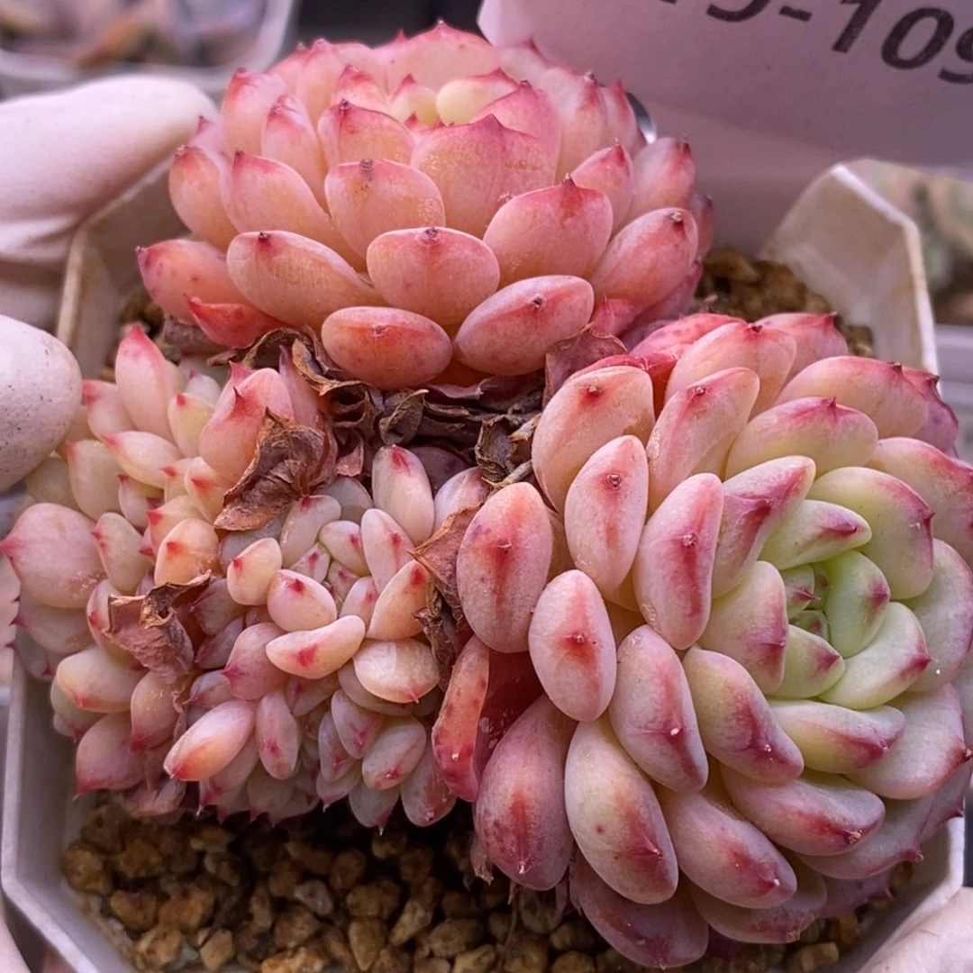 【闪购商品】19-109