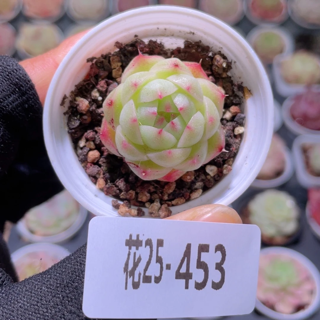 花利美25-453海王