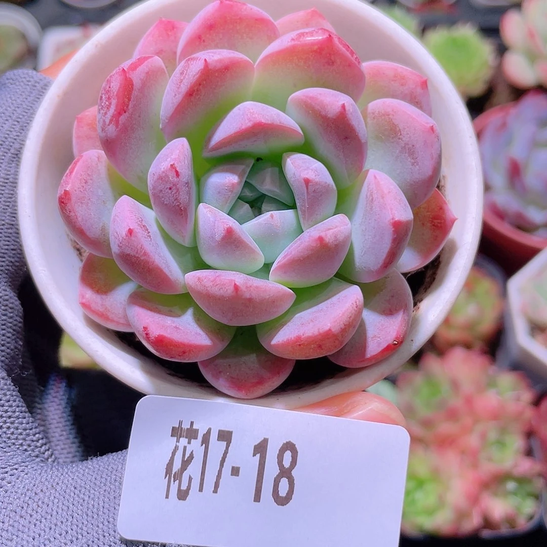 花利美17-18新品