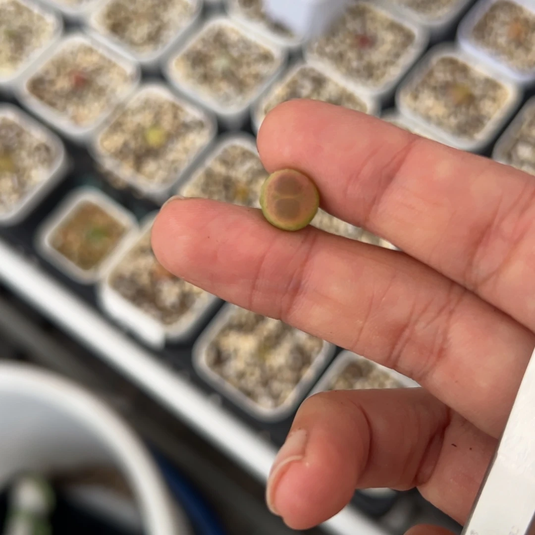 薇***琳专拍专拍 肉锥植物