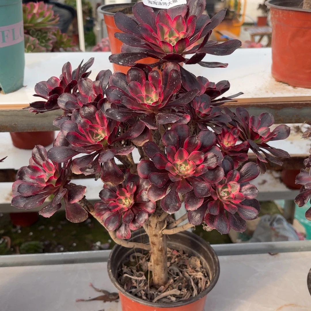 514丽娜多肉植物法师多肉