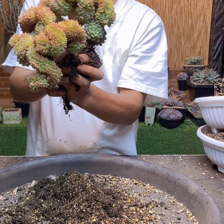玉***灯44号白胖子多肉植物