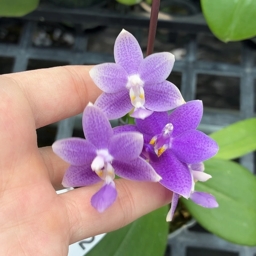 当前无花朵，栽培后可花朵A5472柳林蓝星