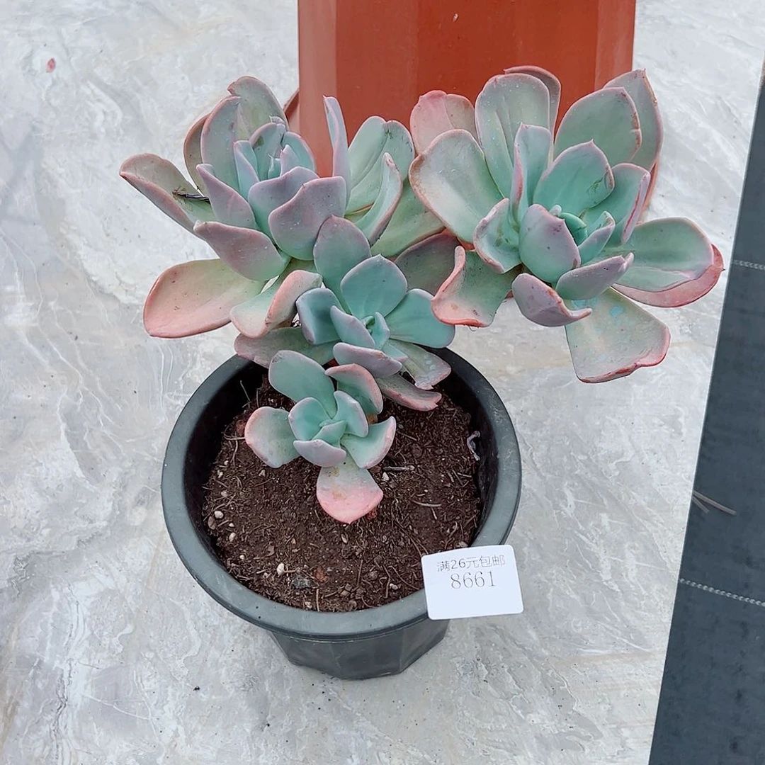 微***晓8661疯狂锦多肉植物