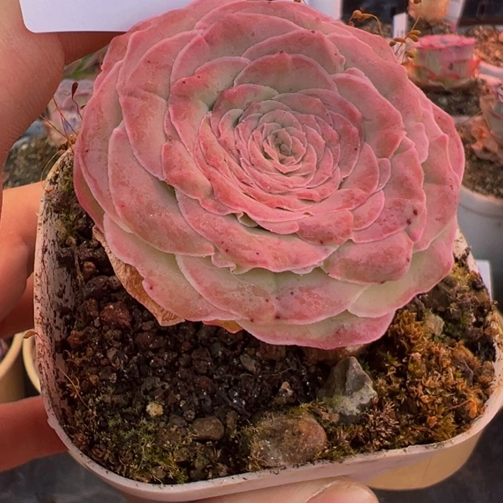 三碗09 自留观察未命名