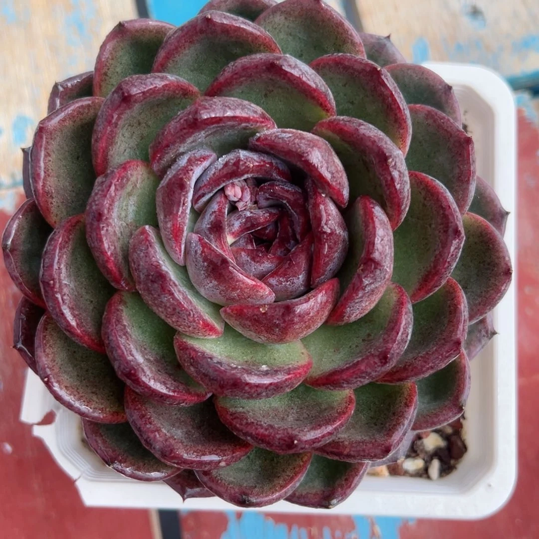 多肉植物一物一拍01