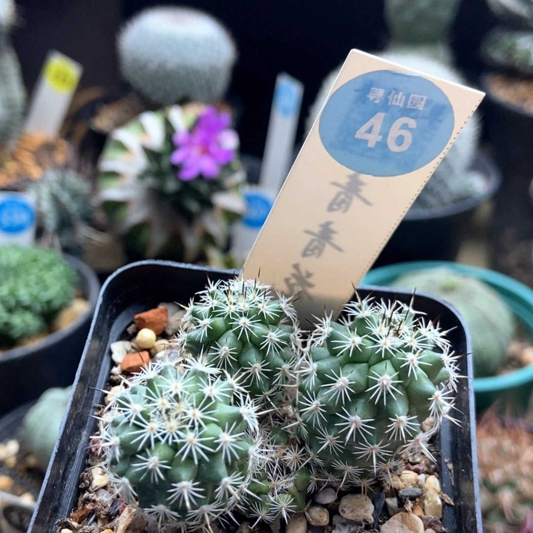 萌*妹有疤红梅殿娇丽群