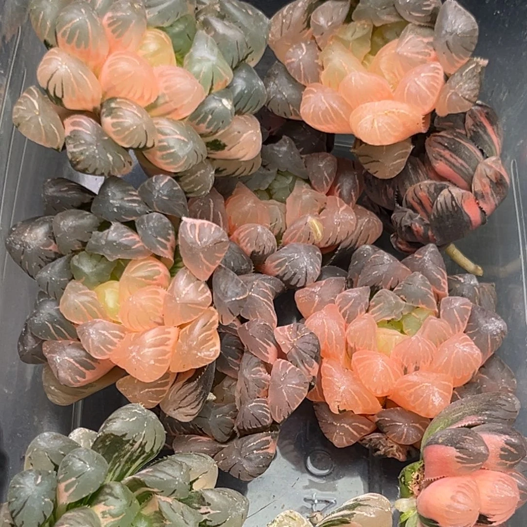 恭喜发财大吉大利2111十颗冰灯