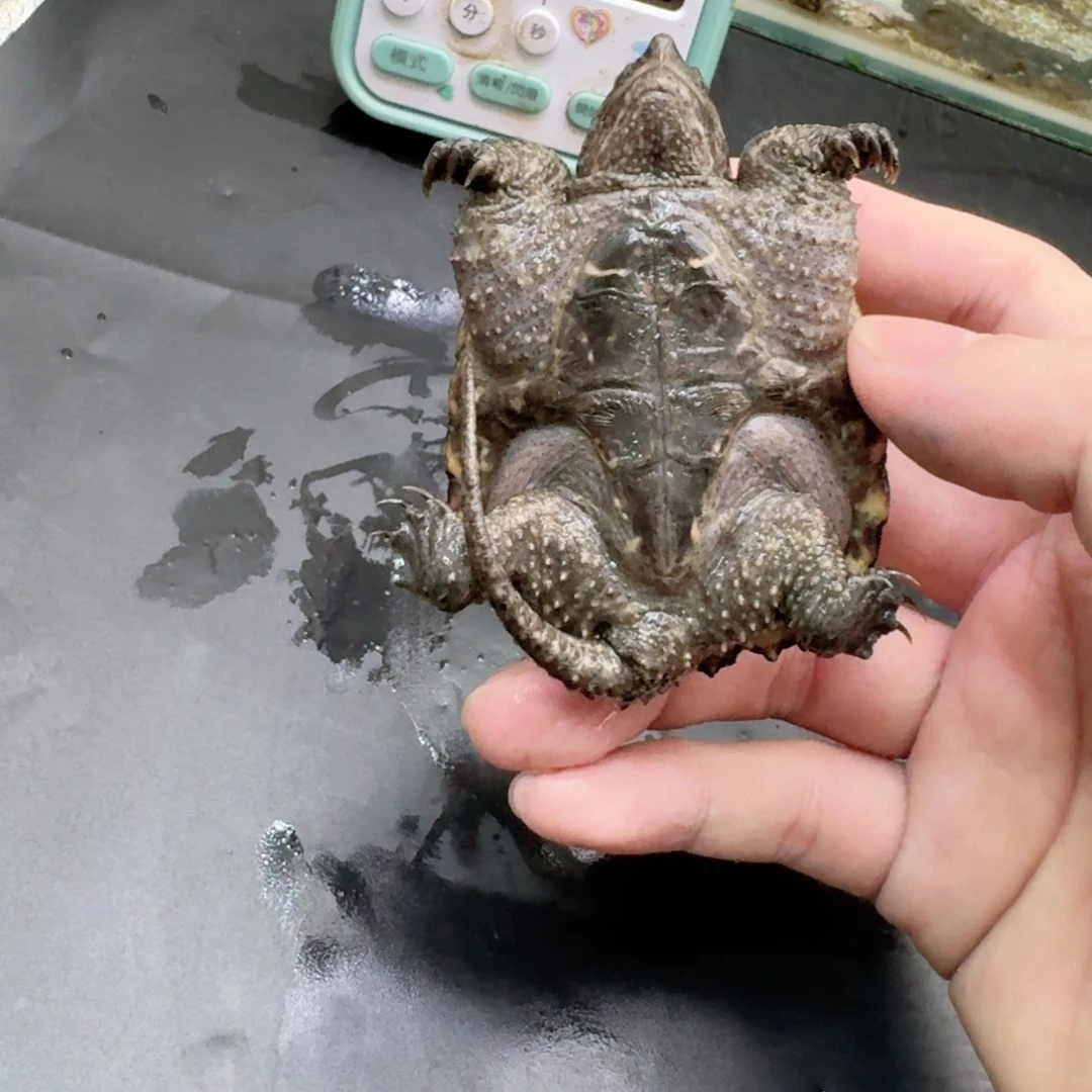 小鳄龟不分公母111