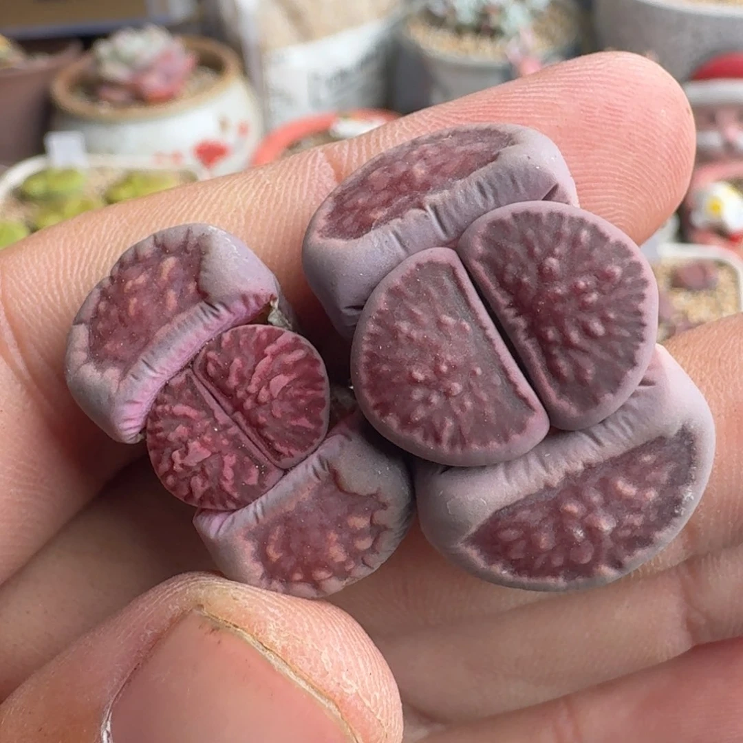 K131紫菊回交三年优选株