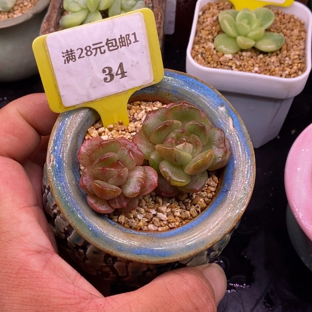 134趴的红恋石化拉丝daijin