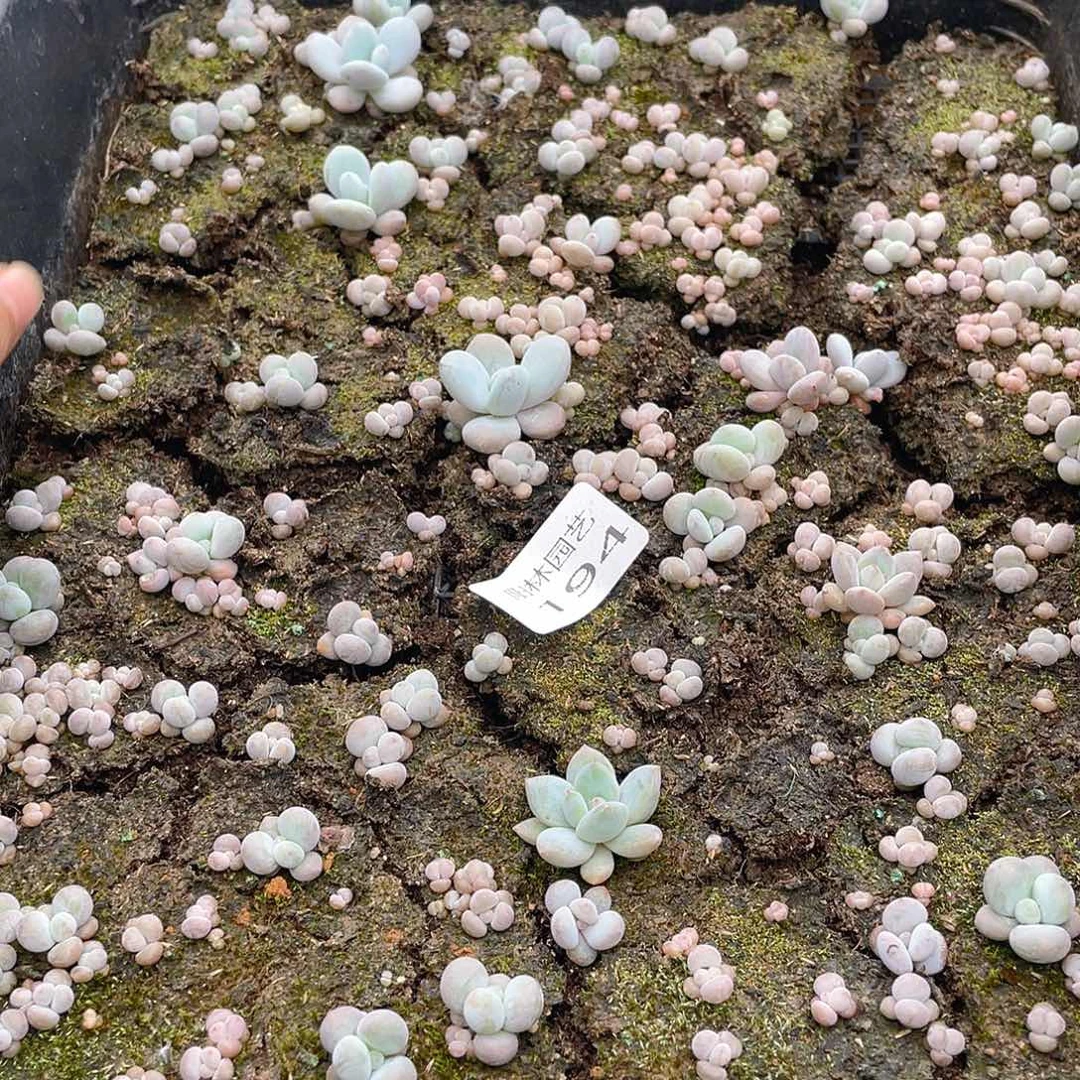 多肉植物多肉植物194
