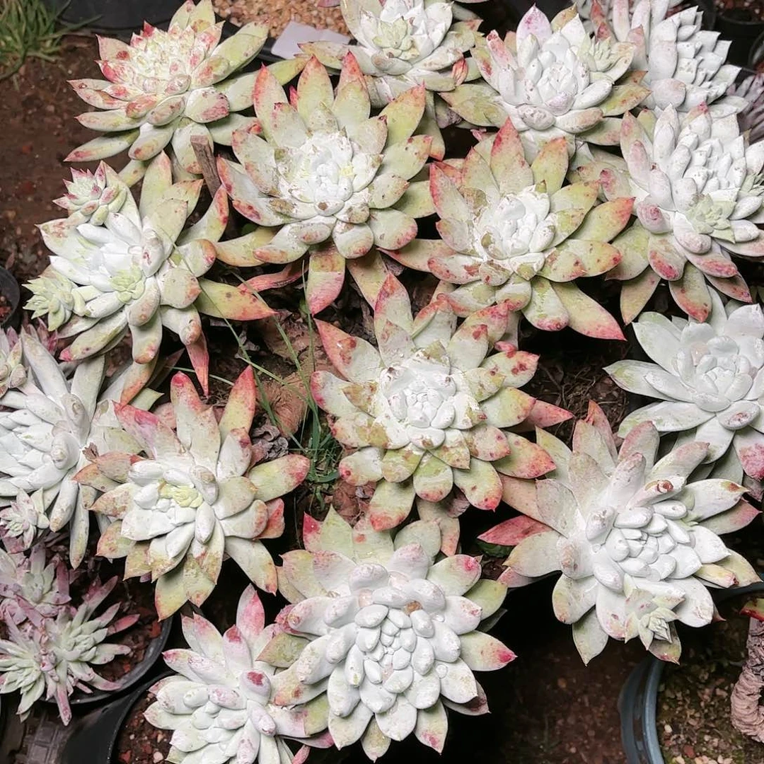 9739帕翠啥仙女杯多肉