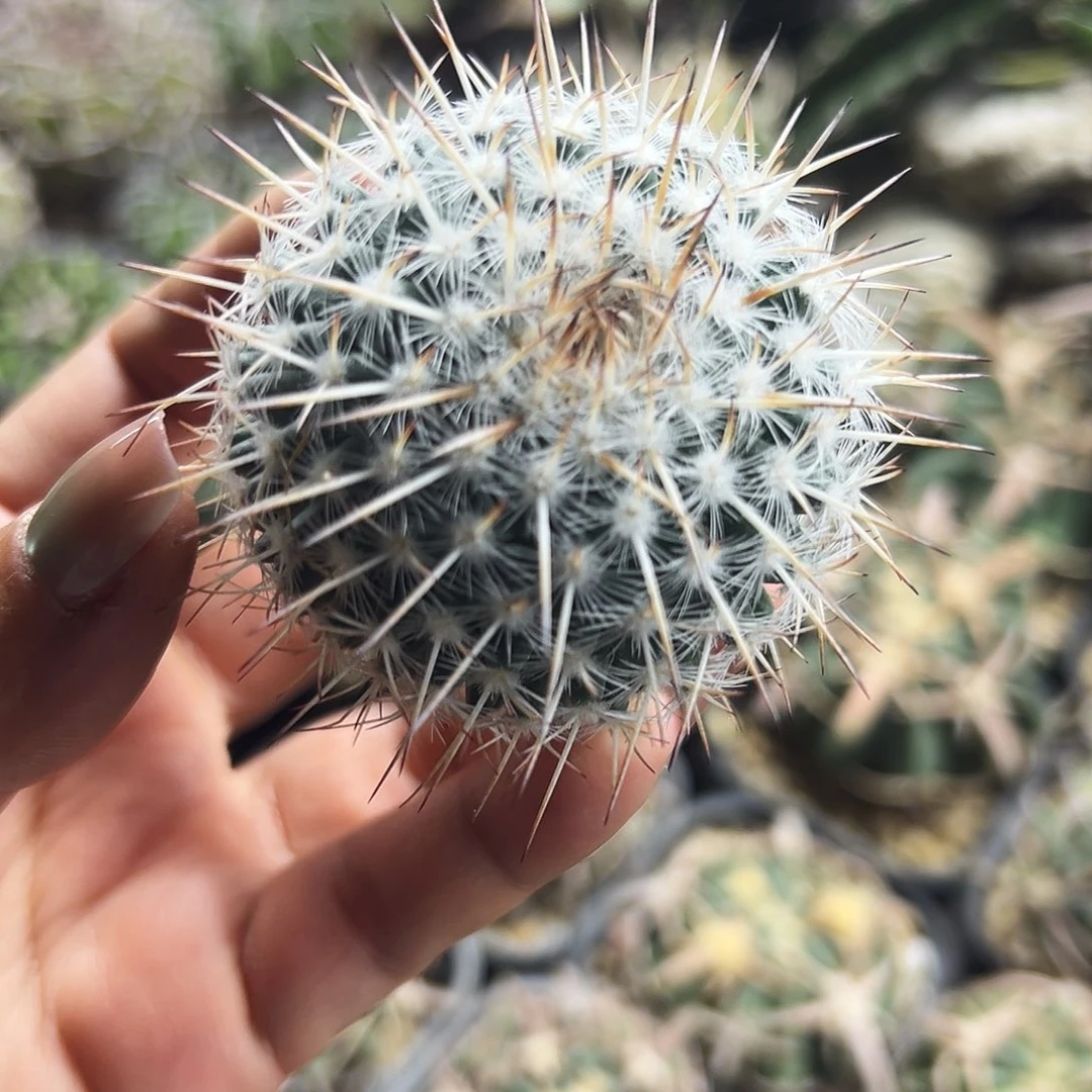 白王丸仙人球666666