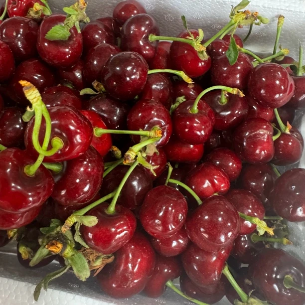 【小两口海鲜】陆地樱桃3斤起卖辽宁省内包邮省外顺丰空运