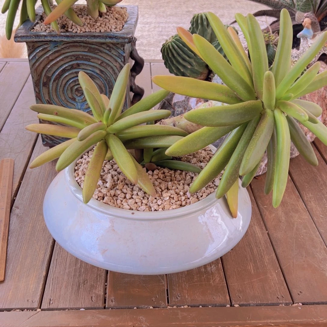 哈*哈不带盆 寄养 多肉