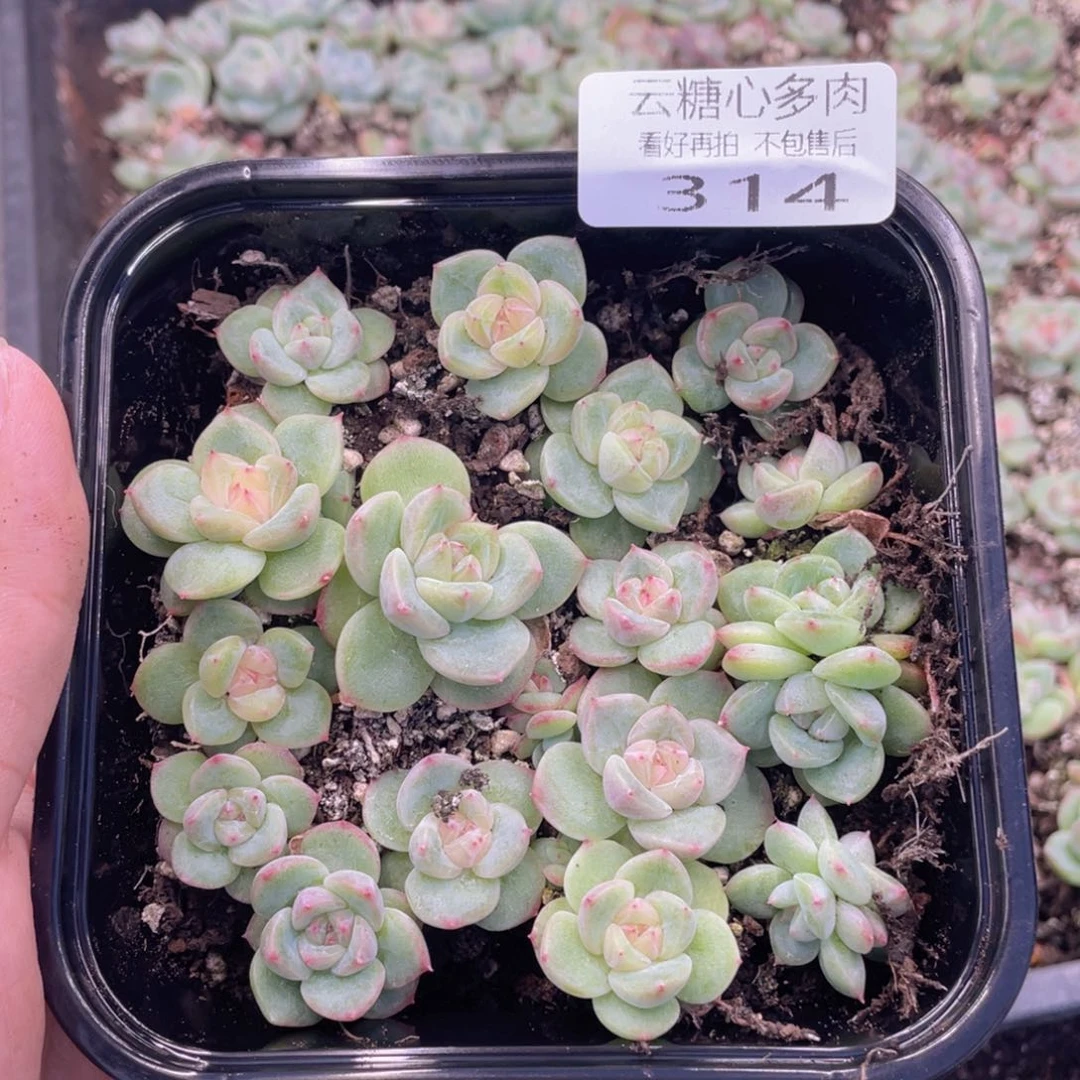 A****糖云糖心多肉植物314