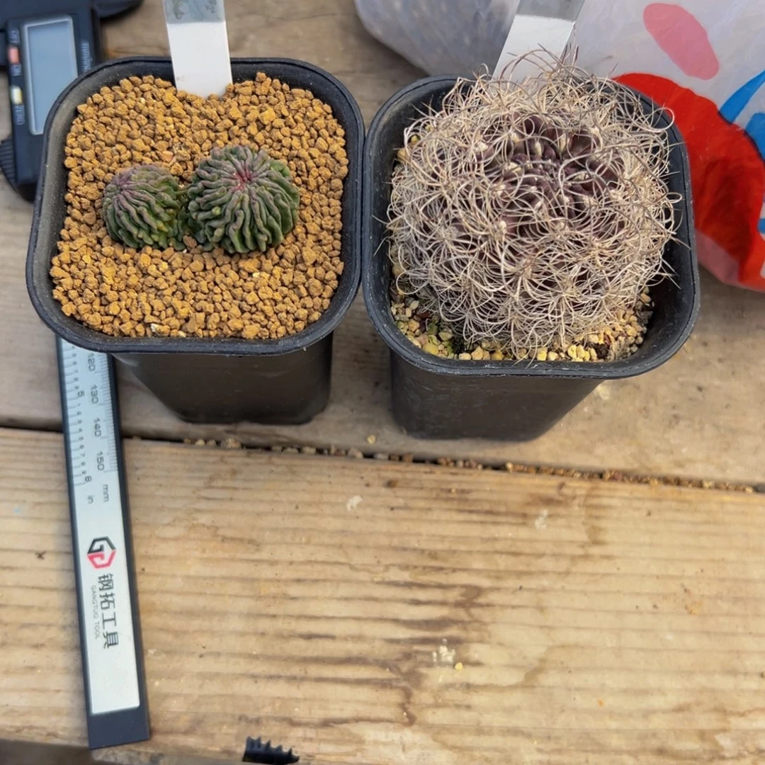 罐***干混乱玉 精子球两颗052 298